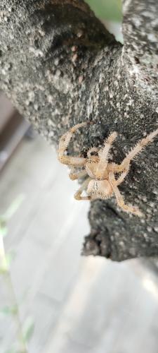 Réf. 347 500 : Araneus pallidus